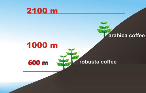 Độ cao phù hợp để trồng cây cà phê